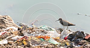 Long billed dowitcher struggling to survive due to pollution. photo