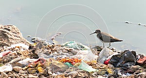 Long billed dowitcher struggling to survive due to pollution.