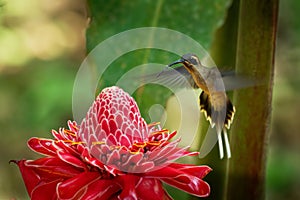 Long-billed Hermit - Phaethornis longirostris large hummingbird on the red bloom, resident breeder from Mexico south to Ecuador,