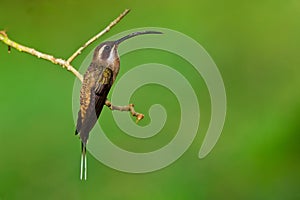 Long-billed Hermit - Phaethornis longirostris large hummingbird, resident breeder from central Mexico south to northwestern