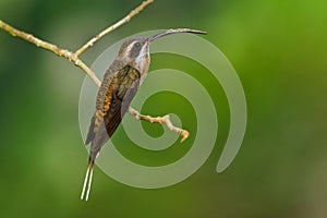 Long-billed Hermit - Phaethornis longirostris large hummingbird, resident breeder from central Mexico south to northwestern