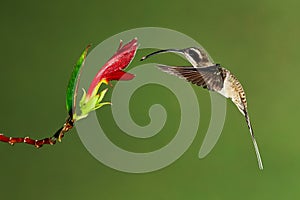The long-billed hermit Phaethornis longirostris photographed in Costa Rica. Wildlife scene form rain forest. photo
