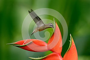 Long-billed Hermit, Phaethornis longirostris, rare hummingbird from Belize. Flying bird with red flower. Action wildlife scene fro