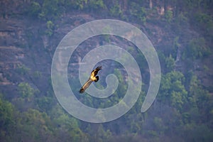 Long billed indian Vulture or Gyps indicus a critically endangered vulture species flying with full wingspan in natural green at