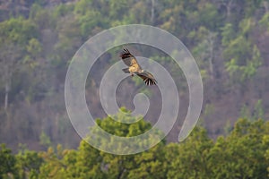 Long billed indian Vulture or Gyps indicus critically endangered vulture species flying with full wingspan in natural green at