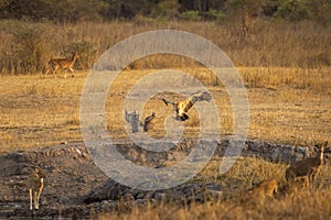 Long billed indian Vulture or Gyps indicus a critically endangered vulture species landing with full wingspan near flock at