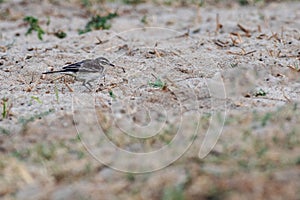 Long Billed Pipit