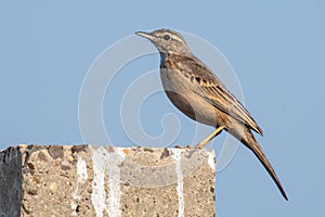 Long billed Pipit