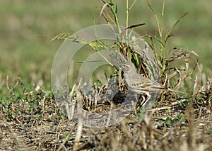 Long-billed pipit