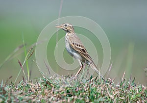 Long-billed Pipit Anthus similis Perching on the ground covered with grass