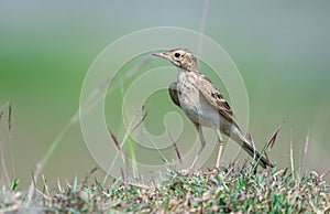 Long-billed Pipit Anthus similis Perching on the ground covered with grass