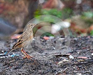 Long-billed pipit bird standing on a muddy ground in the field with blur background