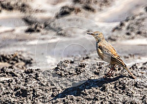 A long billed pipit in the field