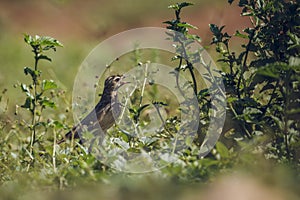 Long-billed Pipit in Kruger National park, South Africa