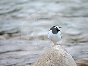 Long-billed plover found in Punakha, Bhutan.