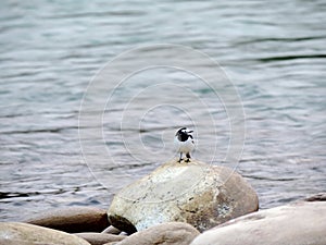 Long-billed plover found in Punakha, Bhutan.