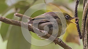 Long Billed Silvereye on Norfolk Island