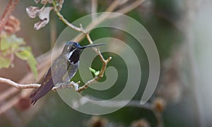 Long-billed Starthroat Heliomaster longirostris