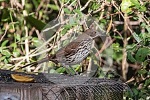 Long-billed Thrasher on a log