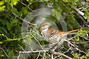 Long-billed Thrasher perched
