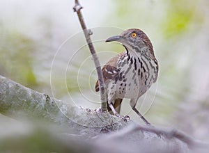 Long billed thrasher perched on a tree