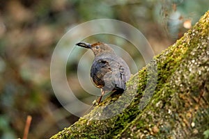 Long Billed Thrush on tree, Zoothera monticola , Chopta, Uttarakhand,