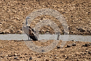 Long billed Vulture or Gyps indicus at Ranthambore Tiger Reserve, india