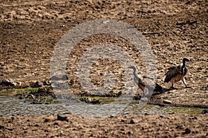 Long billed Vulture or Gyps indicus at Ranthambore Tiger Reserve, india