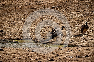 Long billed Vulture or Gyps indicus at Ranthambore Tiger Reserve, india