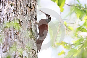 The long-billed woodcreeper (Nasica longirostris) in Colombia