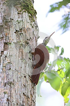 The long-billed woodcreeper (Nasica longirostris) in Colombia