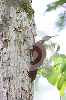 The long-billed woodcreeper (Nasica longirostris) in Colombia