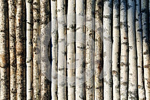 Long birch trunks illuminated by sunlight put in row