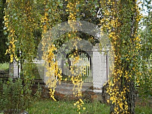 Long birch twigs, yellow birch leaves, autumn tree