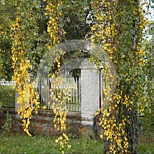 Long birch twigs, yellow birch leaves, autumn tree