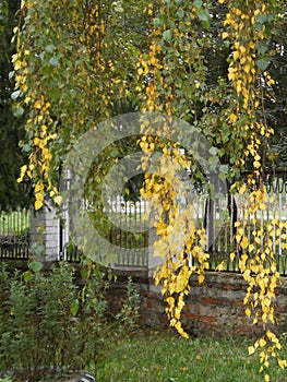 Long birch twigs, yellow birch leaves, autumn tree