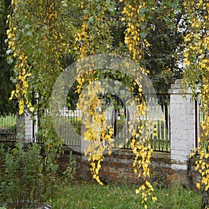 Long birch twigs, yellow birch leaves, autumn tree