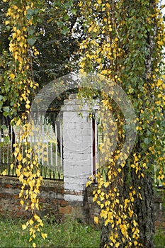 Long birch twigs, yellow birch leaves, autumn tree