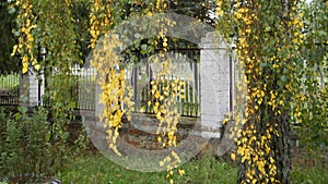 Long birch twigs, yellow birch leaves, autumn tree, soft focus