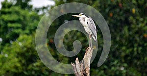 A long bird in a relax time at thekkady lake,kerala.