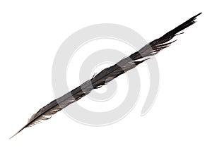 Long black crow feather isolated on white