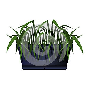 Long black pot of green foliage in realistic style. Flower bed for the window