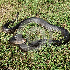 Long black snake in summer