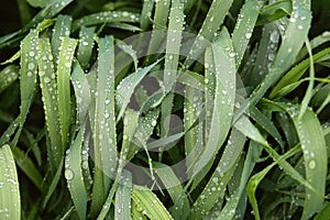 Long blades of grass covered with drops of water
