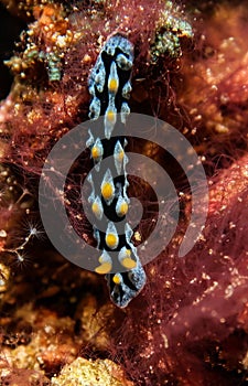 Long blue black yellow nudibranch seaslug