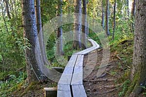 Long boardwalk footpath in a forest