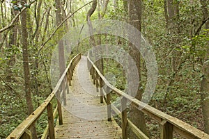 Long Boardwalk Through A Forest