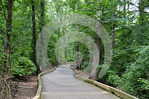 Long boardwalk leading through dense south carolina forest