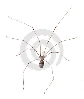 Long Bodied Cellar Spider Isolated