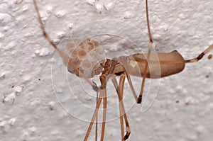 Long-bodied Cellar Spider (Pholcus phalangioides)